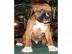Verkaufe 3 s��e Boxer Welpen