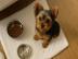 Liebevoller MINI Yorkshire Terrier Steel