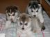 Siberian Husky Welpen