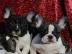 Wundersch�ne Franz. Bulldogge !