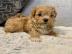 Intelligente Maltipoo-Welpen **KOSTENLOS
