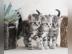 BKH Wiskask�tzchen in black silver tabby