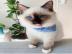 Ragdoll Katzen Babies mit Papieren