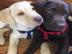 Labrador Retriever Welpen verkaufen