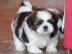 KOSTENLOS Shih-tzu welpen