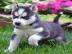 Reinrassige Siberian Husky Welpen