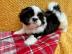 M�nnliche und weibliche Shih Tzu Welpe