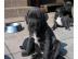 Gesunde Cane Corso welpen , blue-line mi