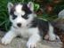 Qualit�t Blaue Augen Siberian Husky Welp