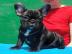 Bildsch�ne Franz.  Bulldoggen in verschie