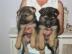 Entz�ckender Sch�ferhund Welpen