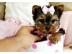 Yorkies-Welpen m�nnlich und weiblich Fli