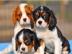 Cavalier King Charles Spaniel Welpen zur