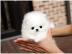 sch�nes Baby Pommerschen Welpen zur Verf