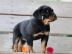 Rottweiler Welpen suchen ein neues zuhau