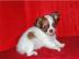 Mini Chihuahua welpen 150 euros