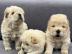 Wundersch�ne Chow-Chow-Welpen abzugeben!