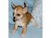 Wundersch�nes Chihuahua M�dchen(Welpe)