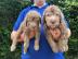 Bedlington Welpen !!!