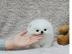 Pomeranian welpen Welpen suche liebe