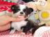 ****ChihuahuaWelpe (180euro)