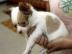Mini Chihuahuawelpen mit Papieren abgab