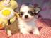 Zuckers��e Reinrassige Mini Chihuahua we