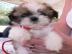 Shih Tzu Welpen (m/w) 15 Wochen alt