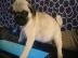 Babys Mops welpen m�nnlich und weiblich