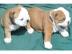 s��e englische Bulldoggenwelpen