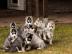 Pomsky Welpen