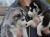 Siberian Husky Welpen mit blauen augen. W