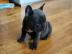 Franz�sische Bulldoggen Welpen,blue mit