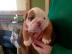 Adorable English bulldog for Rehoming