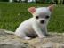 CHIHUAHUA WELPEN(VDH/FCI)