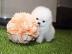 Zwergspitz /Pomeranian mit Stammbaum
