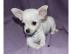 Reinrassiger sehr h�bscher Chihuahua