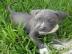Reinrassige Pitbull Welpen