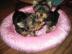 m�nnlichen und weiblichen Mini Yorkshire
