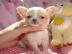 Super s��e MINI chihuahua welpen mit Pap