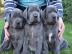 wundersch�ne Reinrassige Deutsche Doggen