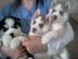 Rasseganzstamm Siberian Husky-Welpen