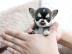 s��e MINI chihuahua welpen mit Papieren