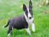 Miniatur Bullterrier Welpe
