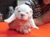 Wundersch�ne Englische Bulldoggen Welpen