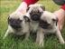 Mops welpen