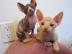 Sch�ne Sphynx K�tzchen