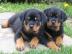 Rottweiler Welpen