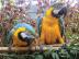 Netter Mann und Frau Blau und Gold Ara P