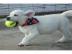 Labrador-Retriever- Mix Welpen